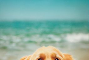 沙滩上一只雌性金毛猎犬