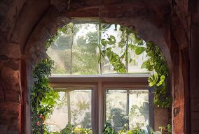 小屋窗户墙上长满了美丽的玫瑰