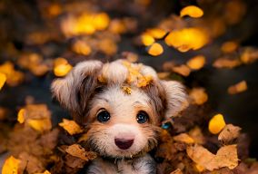 可爱的快乐小狗在一堆巨大的秋叶中玩耍