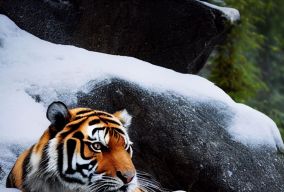 美丽的西伯利亚虎